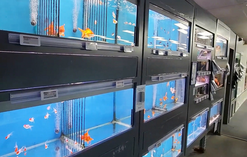 Etiqueta Electrónica de Estantería